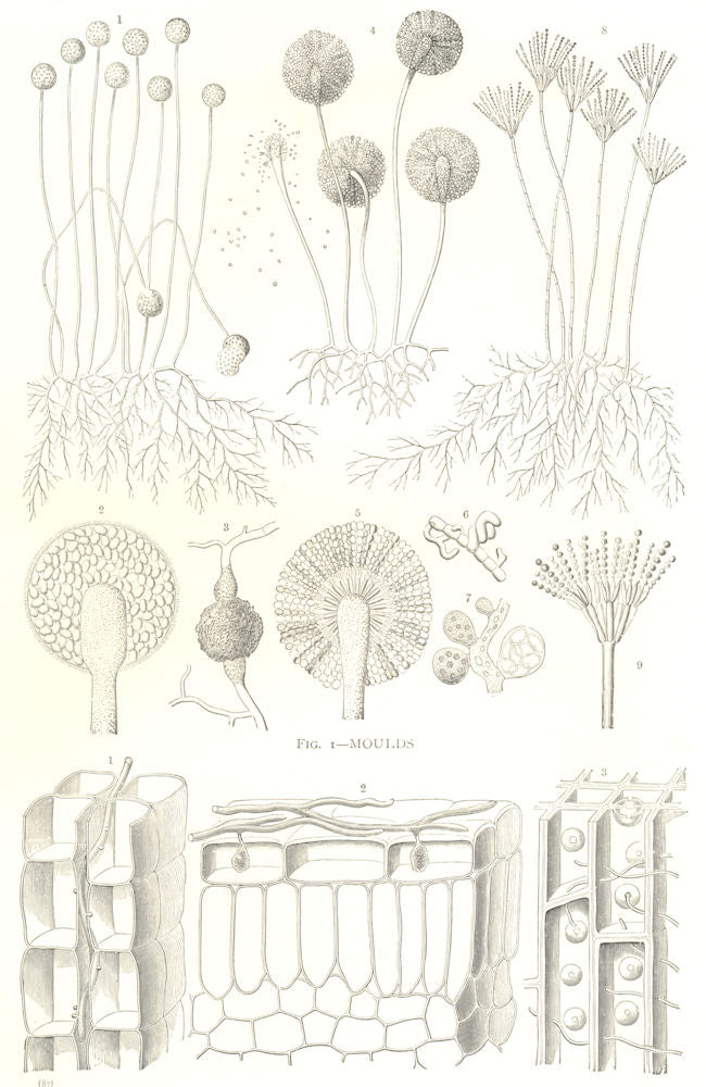 FUNGI. Fig. 1-Moulds; Fig. 2-Hyphae of Parasitic Fungi 1912 old antique print